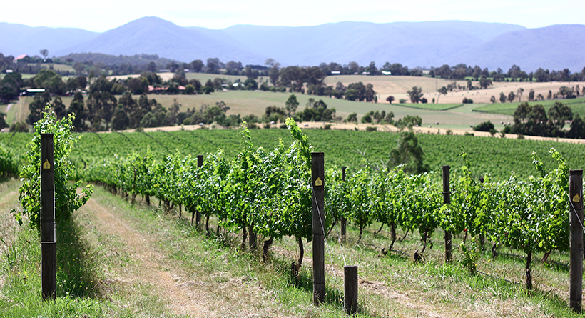 Tarrahill Vineyard